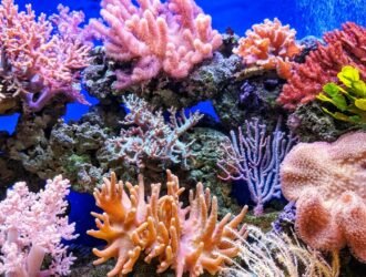 coral reefs esl lesson