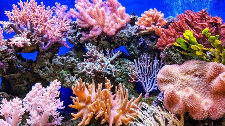 coral reefs esl lesson