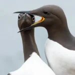 Two seabirds face-to-face, one pecking the other’s beak mid-squawk, wide-eyed expression creating a perfectly timed comic moment