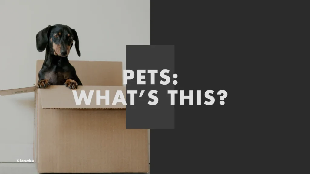 esl speaking activity pets vocabulary