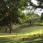 A peaceful cemetery with rows of flat grave markers on a sunlit hillside, shaded by large spreading trees.